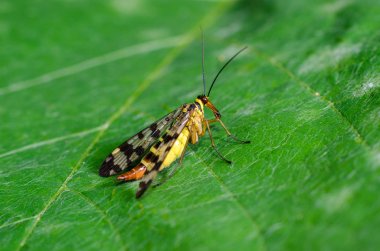 Ortak Scorpionfly ortak