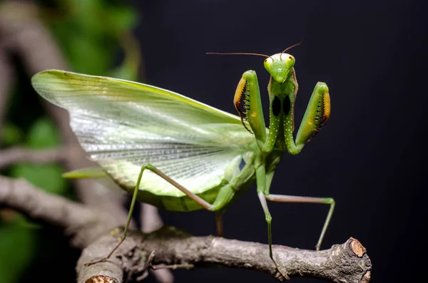 Mantis Defensive Stance — Stock Photo, Image