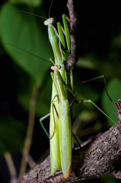 Mantis Accouplement Mantis Accouplement — Photo