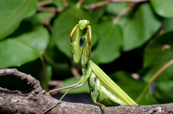 Mantis Postura Defensiva — Foto de Stock