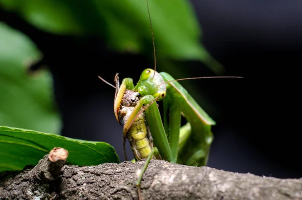 Mantis Religiosa Eating Grasshopper — Stock Photo, Image