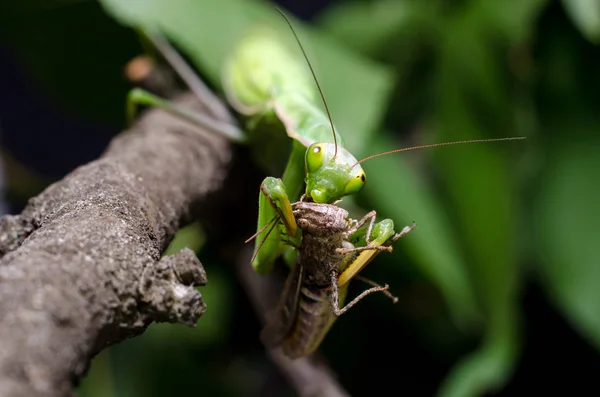 Mantis Religiosa Comiendo Saltamontes — Foto de Stock