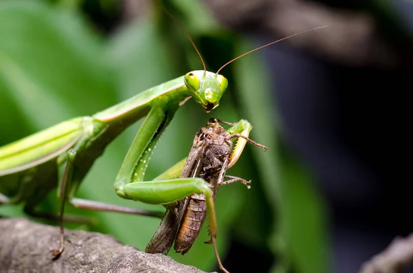 Mantis Religiosa Mangeant Des Sauterelles — Photo
