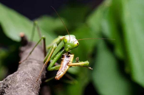 Mantis Religiosa Eating Grasshopper — Stock Photo, Image