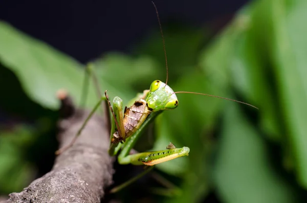 Mantis Religiosa Comiendo Saltamontes — Foto de Stock