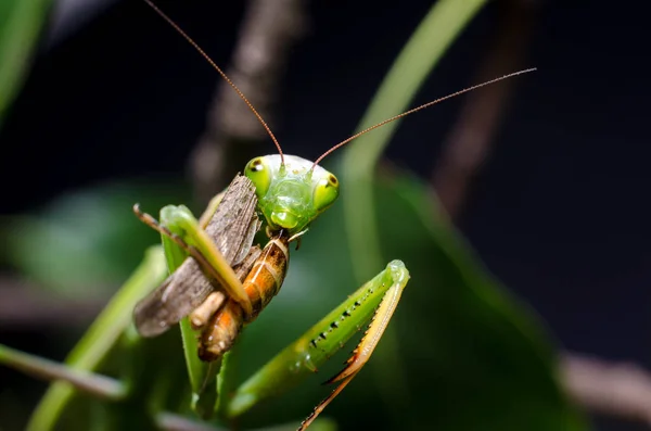 Mantis Religiosa Eating Grasshopper — Stock Photo, Image