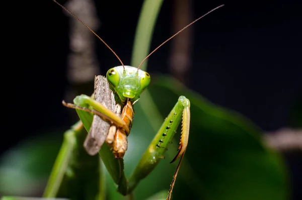 Mantis Religosa Їсть Коник — стокове фото