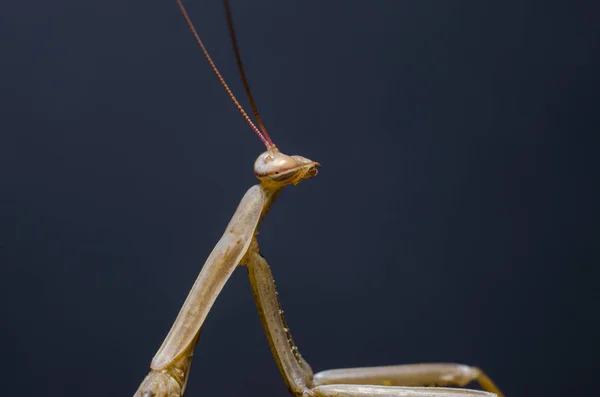 Brown Mantis Religiosa Mantis Religiosa — Fotografia de Stock