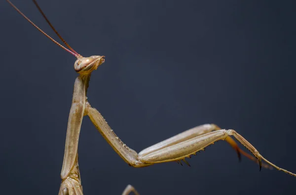 종교사 Mantis Religiosa — 스톡 사진