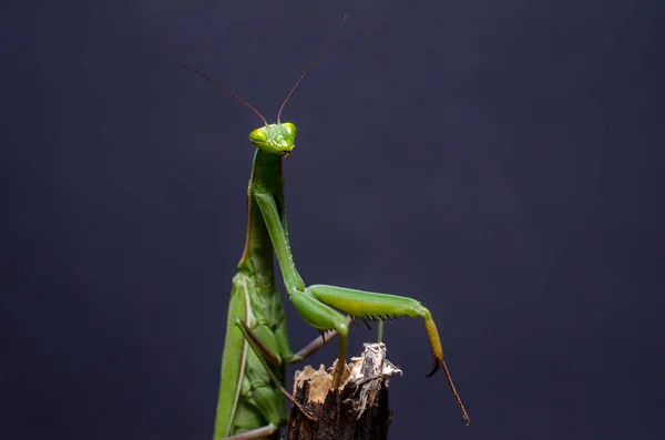 Mantis Religiosa — 스톡 사진