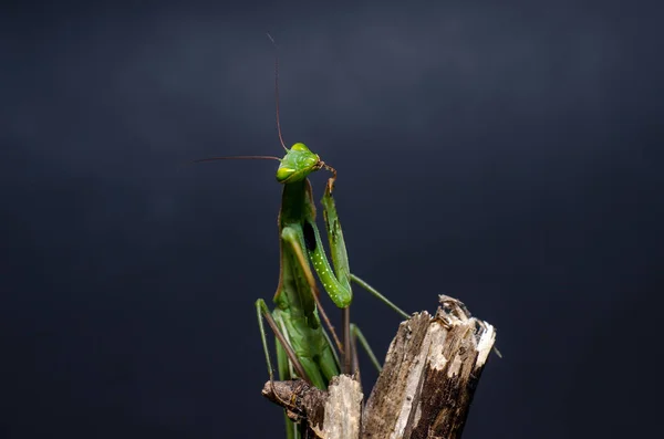 Mantis Religiosa Mantis Religiosa — Photo