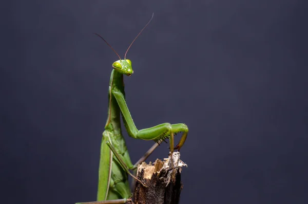 Mantis Religiosa Mantis Religiosa — Stok Foto
