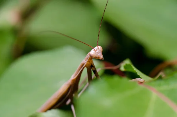 Brown Mantis Religiosa Brown — 스톡 사진