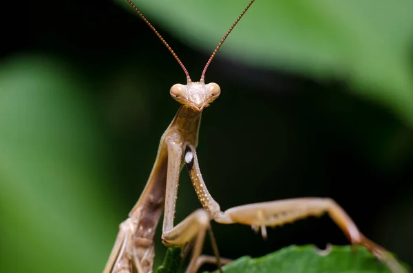 Brown Mantis Religiosa Brown — Stock fotografie