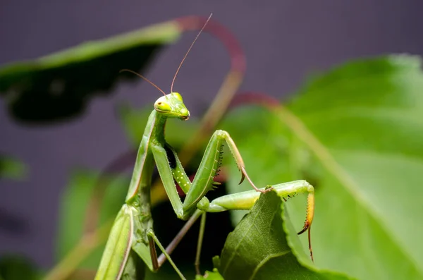 Kudlanka Náboženská Kudlanka Náboženská — Stock fotografie