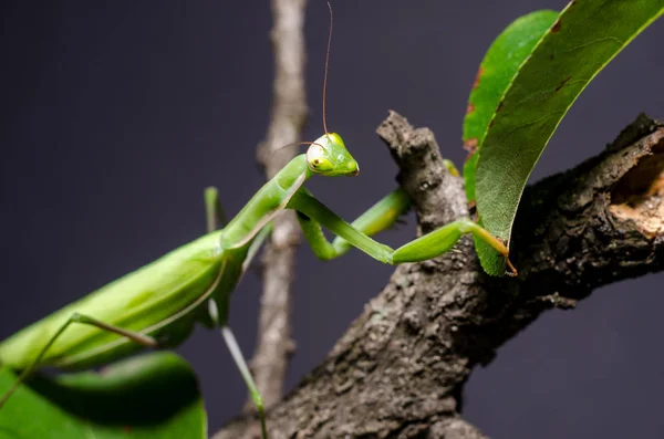 Mantis Religiosa Mantis Religiosa — Photo