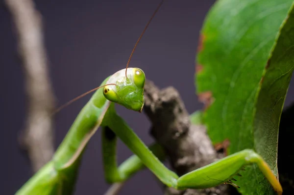 Mantis Religiosa Stravovací Kobylka — Stock fotografie