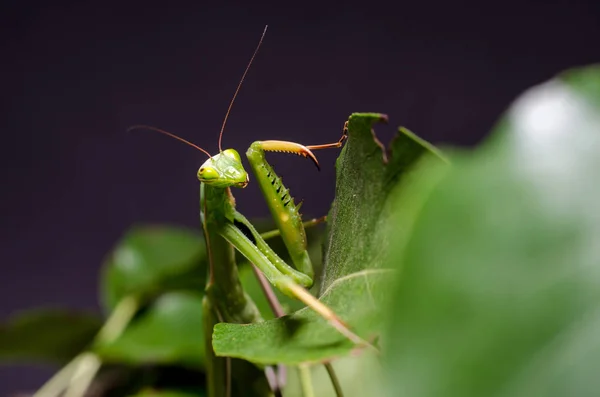 Mantis Religiosa Mantis Religiosa — Foto de Stock