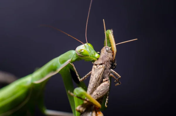 Mantis religiosa mangeant des sauterelles — Photo
