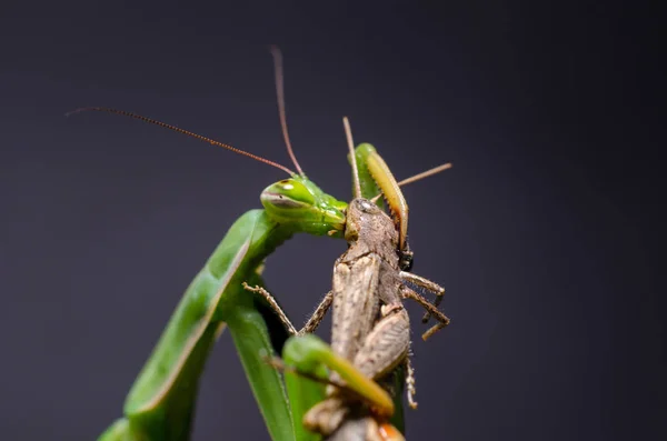 Mantis religiosa 먹는 메뚜기 — 스톡 사진
