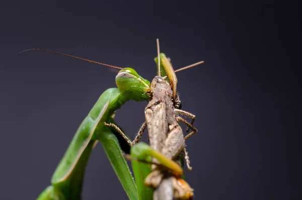 Mantis Religiosa Mangeant Des Sauterelles — Photo