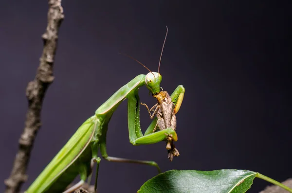 Mantis Religiosa 메뚜기 — 스톡 사진
