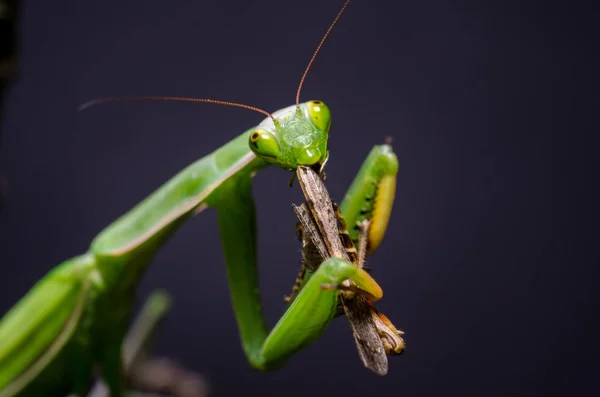 Mantis religiosa mangeant des sauterelles — Photo