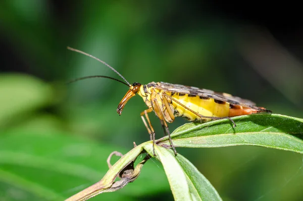 Ortak Scorpionfly — Stok fotoğraf