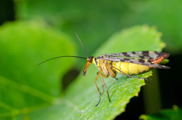 Časté Scorpionfly — Stock fotografie