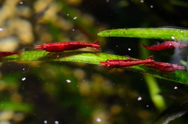 stock image Big shrimp in aquarium with green plants