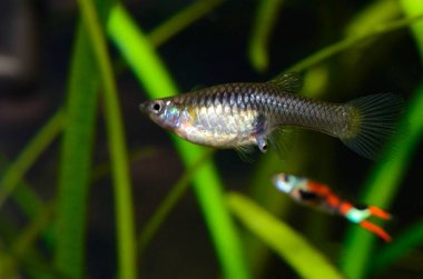 Hamile guppy doğum