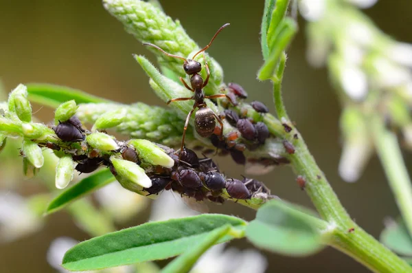 Aphids Ant Leaf — Stock Photo, Image