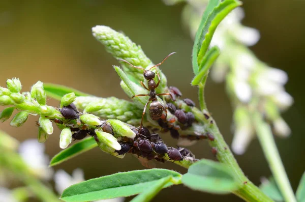 Aphids and ant — Stock Photo, Image