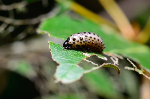 Caterpillar eating leaf