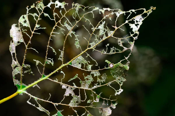 Skeleton leaf after caterpillar