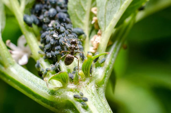 Aphids Ant Leaf — Stock Photo, Image