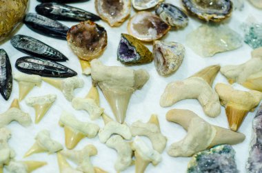Mağazada satılık fosiller ve mineraller.