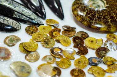 Mağazada satılık fosiller ve mineraller.