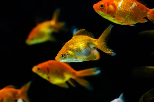 Close Goldfish Aquarium — Stock Photo, Image