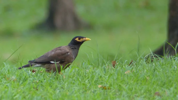 Pájaro caminante en el verde . — Foto de Stock