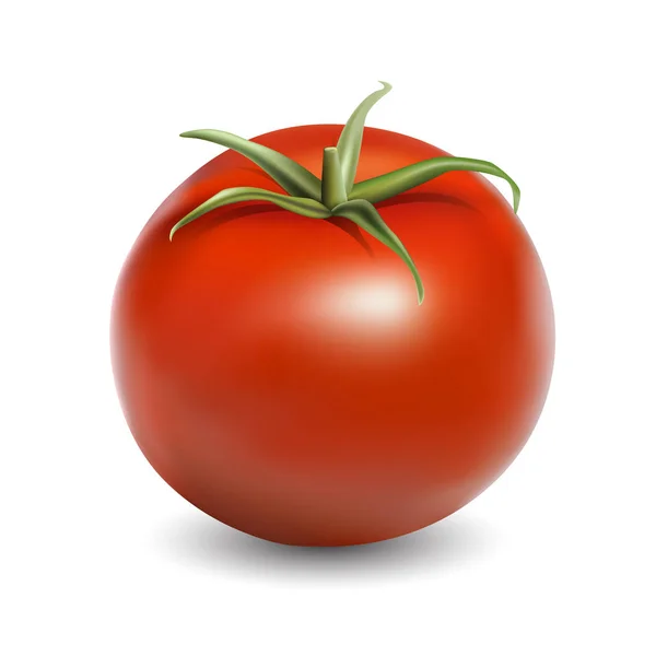 Taze kırmızı domates gerçekçi vektör çizim üzerinde beyaz izole — Stok Vektör
