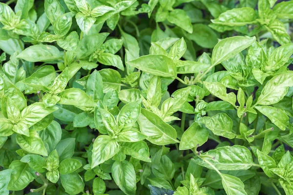 Kemangi Hijau Organik Segar Tumbuh Kebun Pemandangan Atas Banyak Daun — Stok Foto