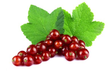 yaprak üzerine beyaz izole kırmızı kuş üzümü