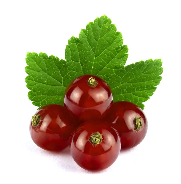 Ribes rosso con foglia isolata su bianco — Foto Stock