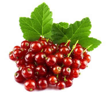 yaprak üzerine beyaz izole kırmızı kuş üzümü