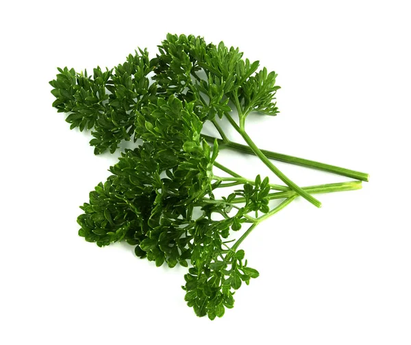 Parsley bunch isolated on white background Stock Picture