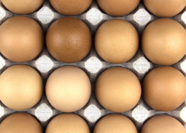 yumurta, tavuk yumurtası.