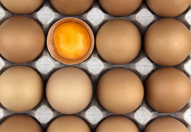 yumurta, tavuk yumurtası.