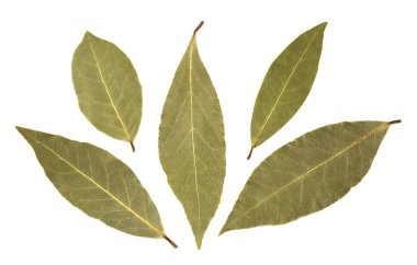 Körfez yaprakları beyaz arkaplanda izole