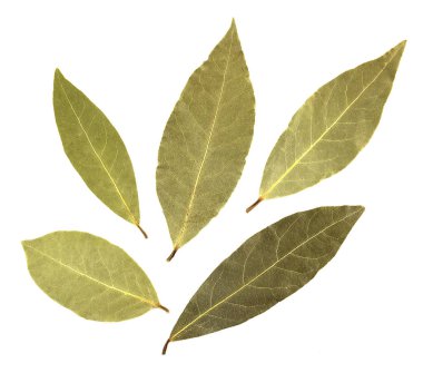 Körfez yaprakları beyaz arkaplanda izole